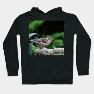 House Sparrow takes a drink. Hoodie